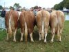 montigny 2010 st hubert